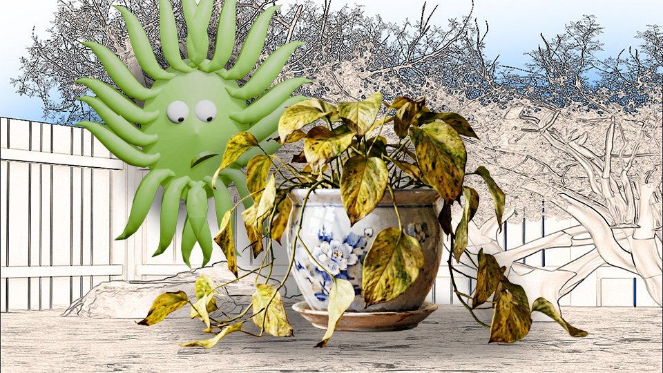 Why Your Plant Is Yellowing (And What Color Tells You)