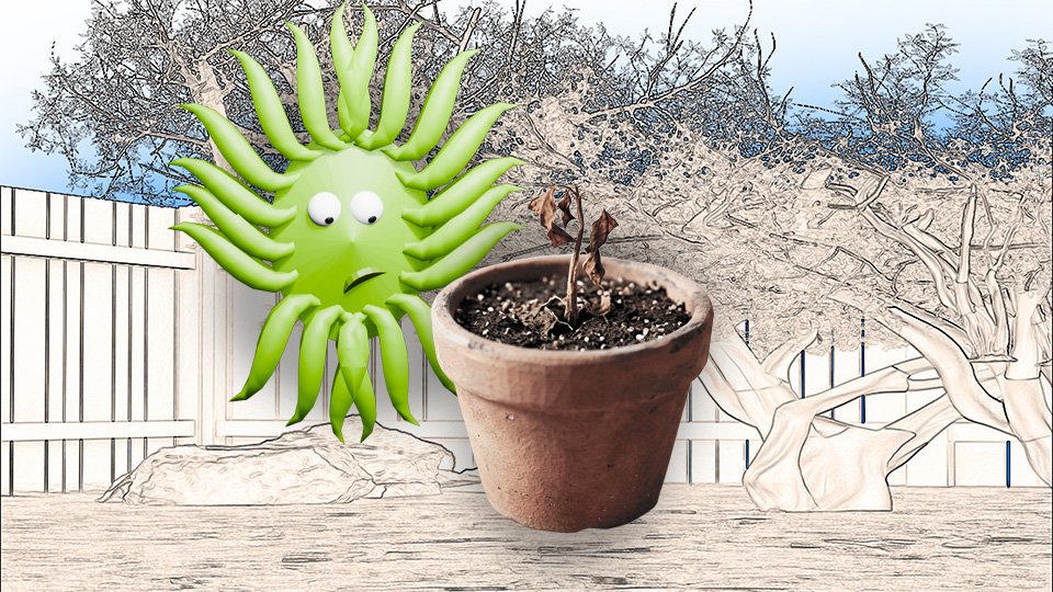 Why Your Seeds Aren’t Germinating (And How to Fix It)