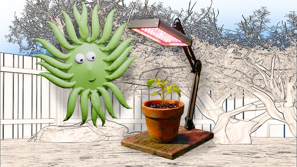 Starting Seeds Indoors: What You Actually Need (And What You Don’t)